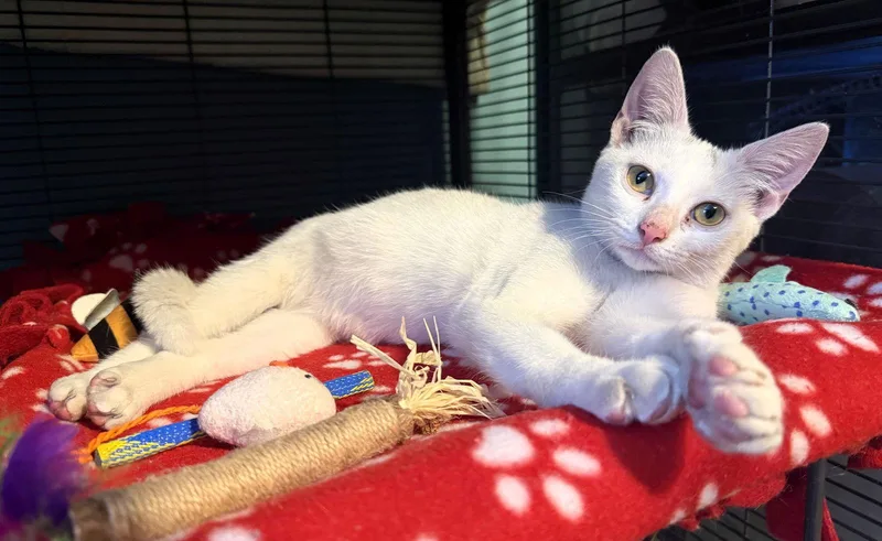 Eleonora thumbnail 2