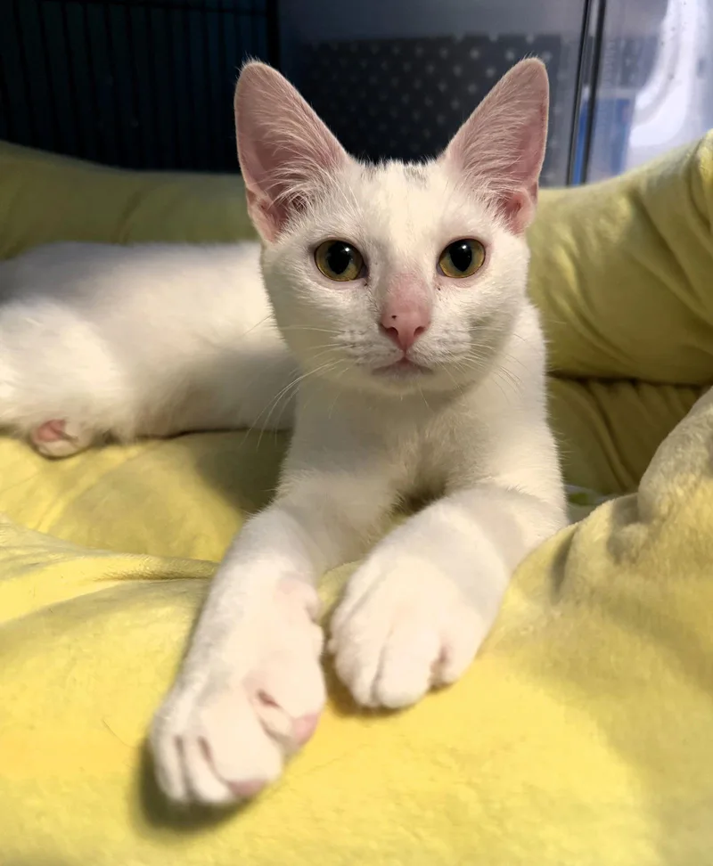 Eleonora thumbnail 3