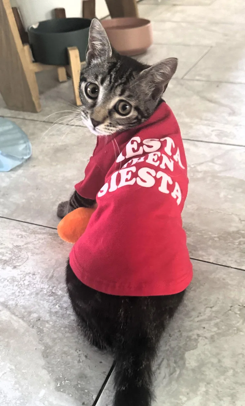 Laffy Taffy thumbnail 3