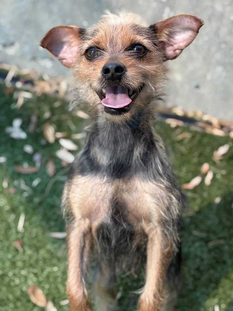 Bella Rose thumbnail 2