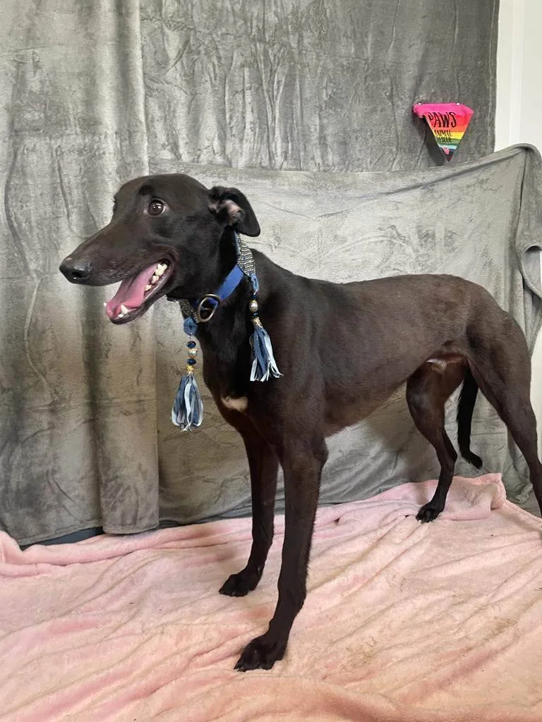 Clarence thumbnail 2