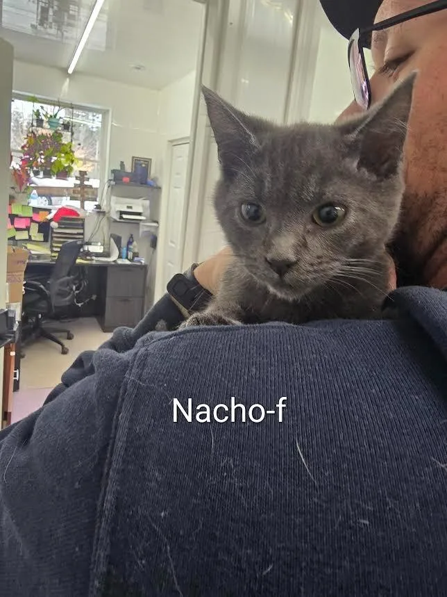 Nacho