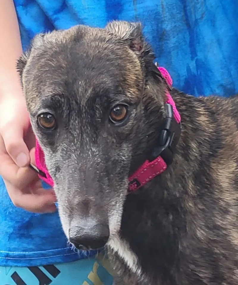 An adult large-sized female Brindle Greyhound dog named Ww Dragonfruit for adoption in Allentown, PA