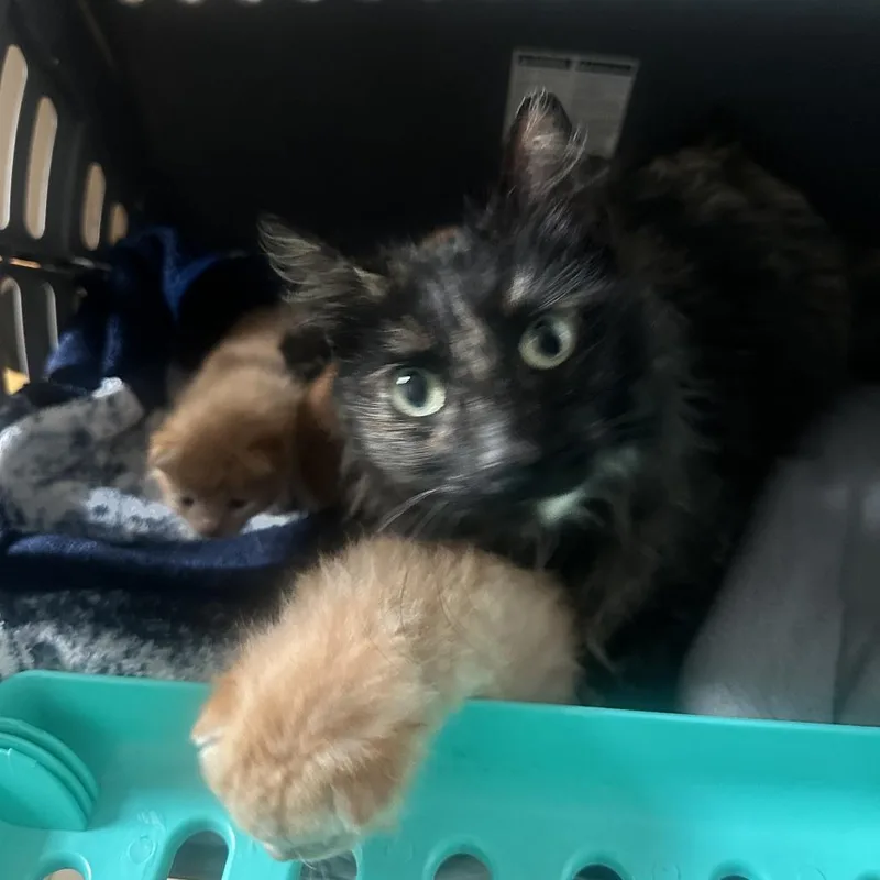 Molasses thumbnail 2