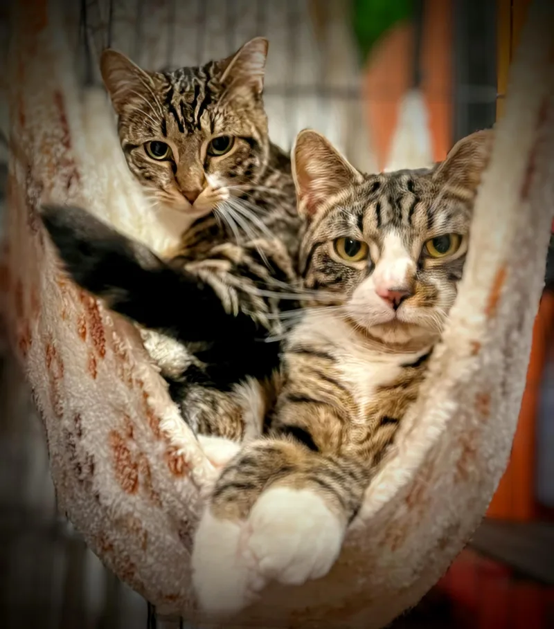 Westbrook thumbnail 2