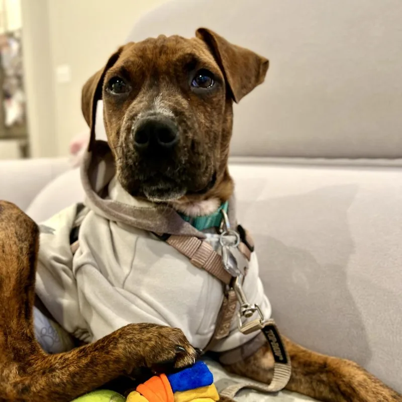 Paisley Pup: Steven thumbnail 2