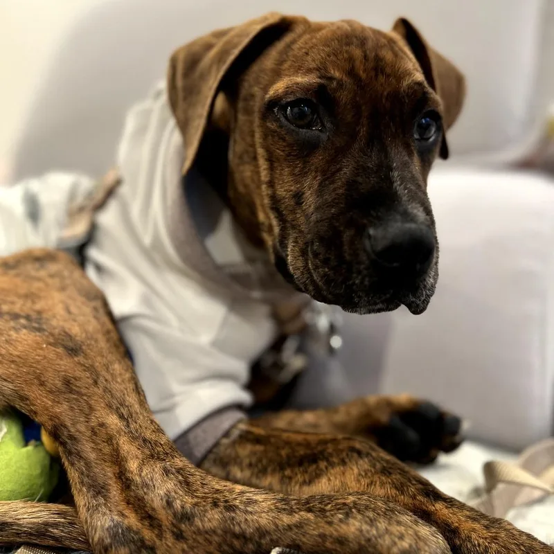 Paisley Pup: Steven thumbnail 3