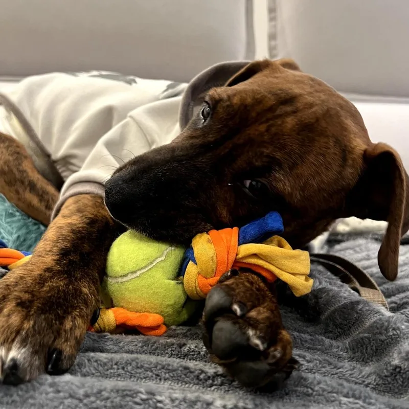 Paisley Pup: Steven thumbnail 4