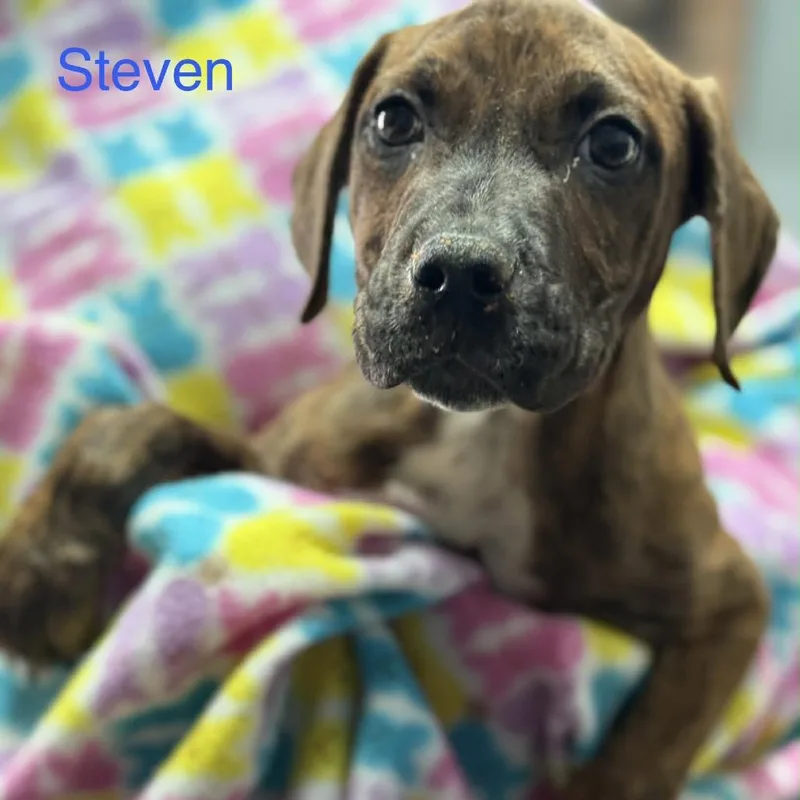 Paisley Pup: Steven thumbnail 5