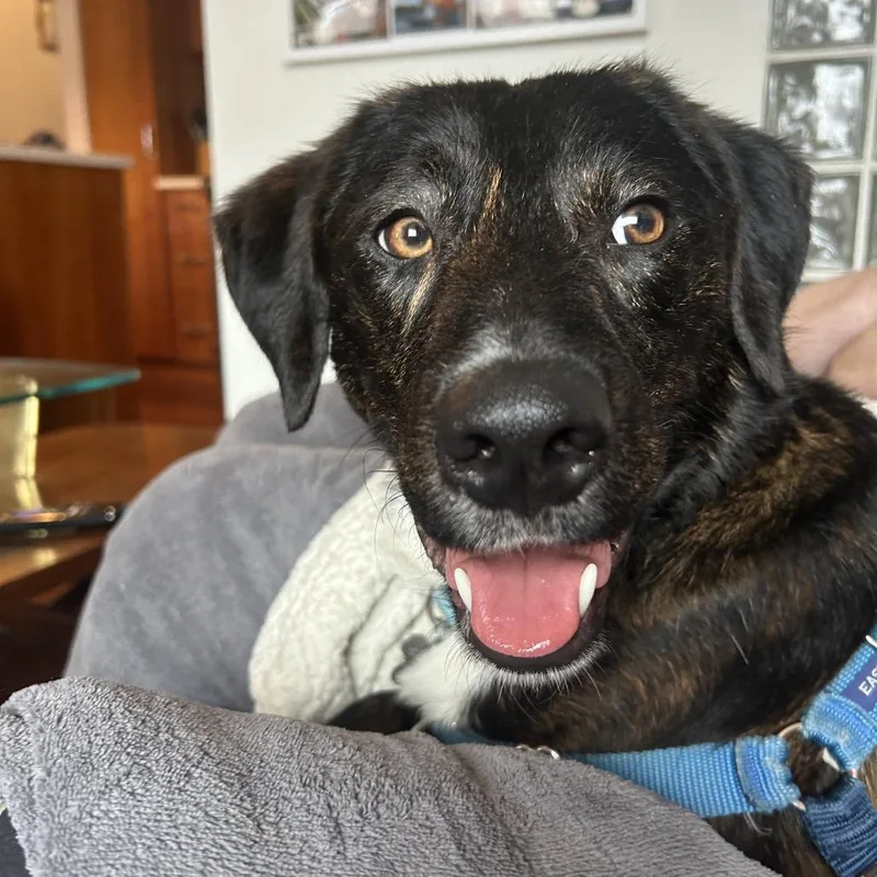 Valentine thumbnail 2