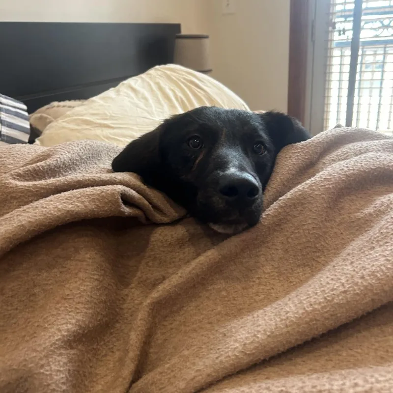 Valentine thumbnail 3