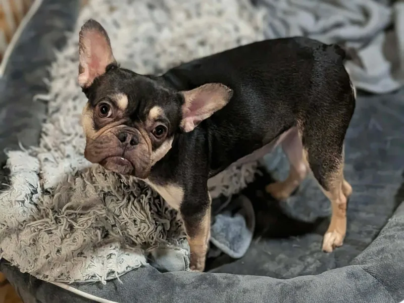 Babygirl thumbnail 3