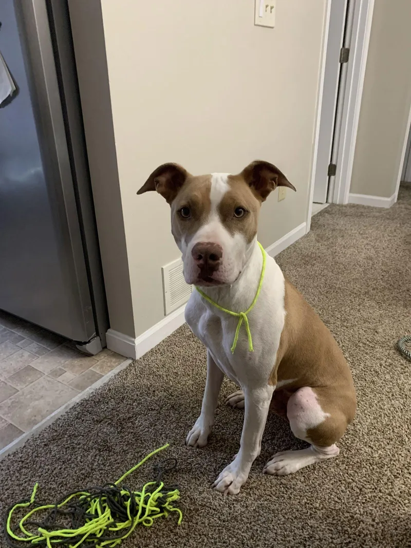 Boomer Courtesy thumbnail 2