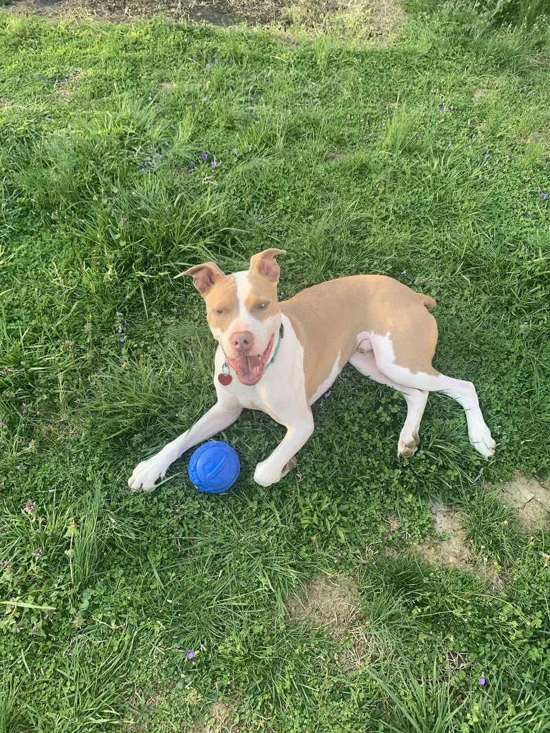 Boomer Courtesy thumbnail 3