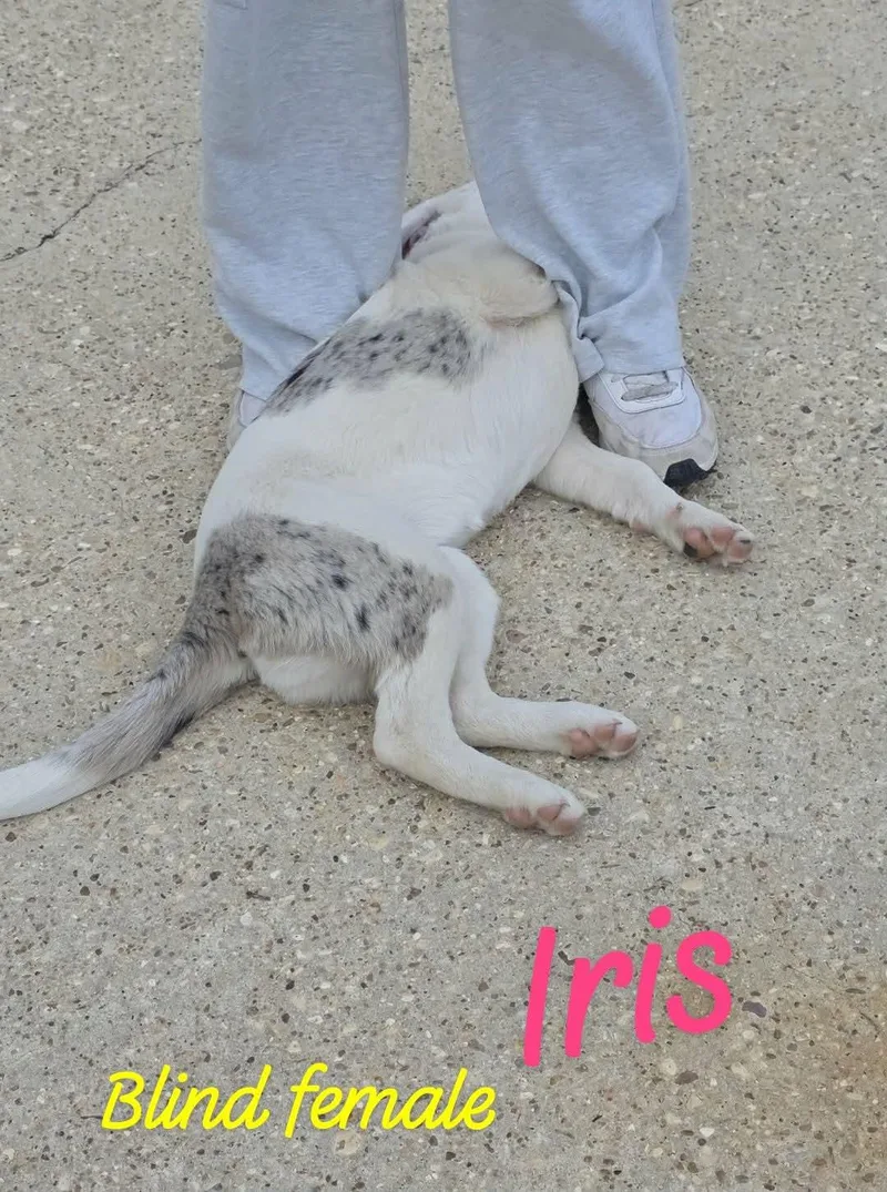 Iris Blind Female thumbnail 2