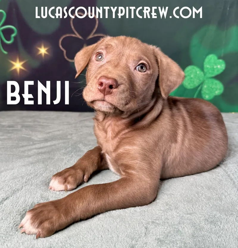 Benji