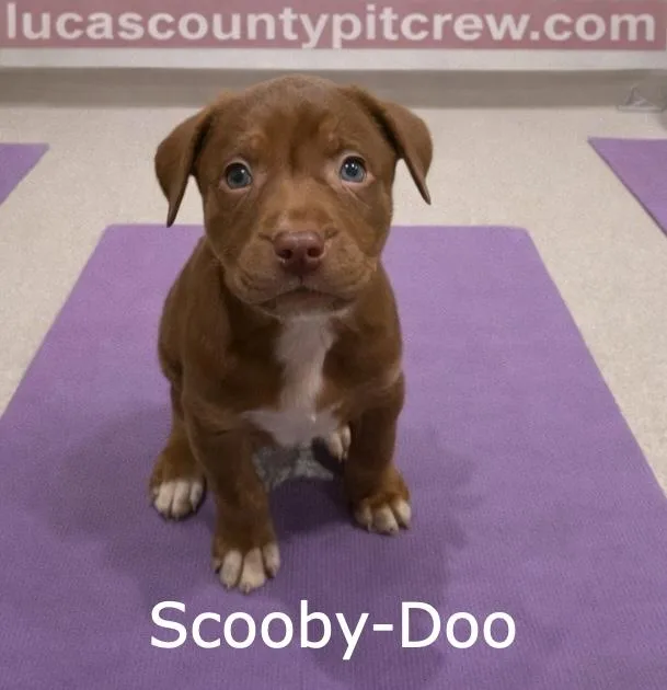 Scoobydoo