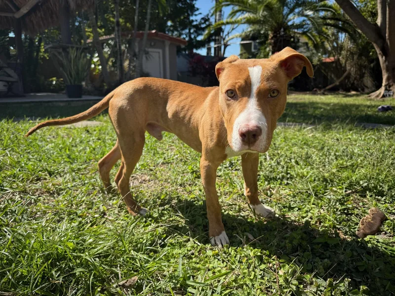 Coconut  Trained Puppy thumbnail 3