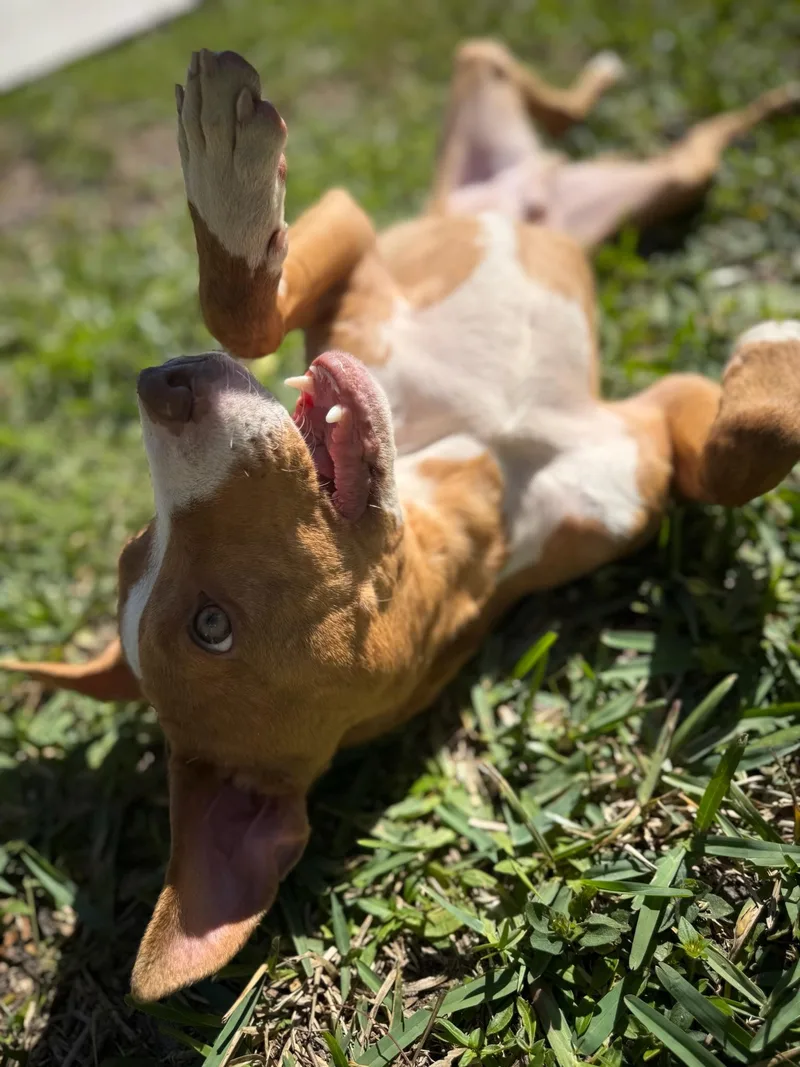 Coconut  Trained Puppy