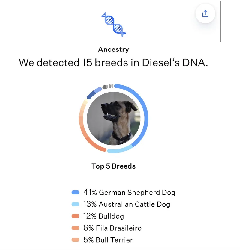 Diesel  Trained Dog thumbnail 2