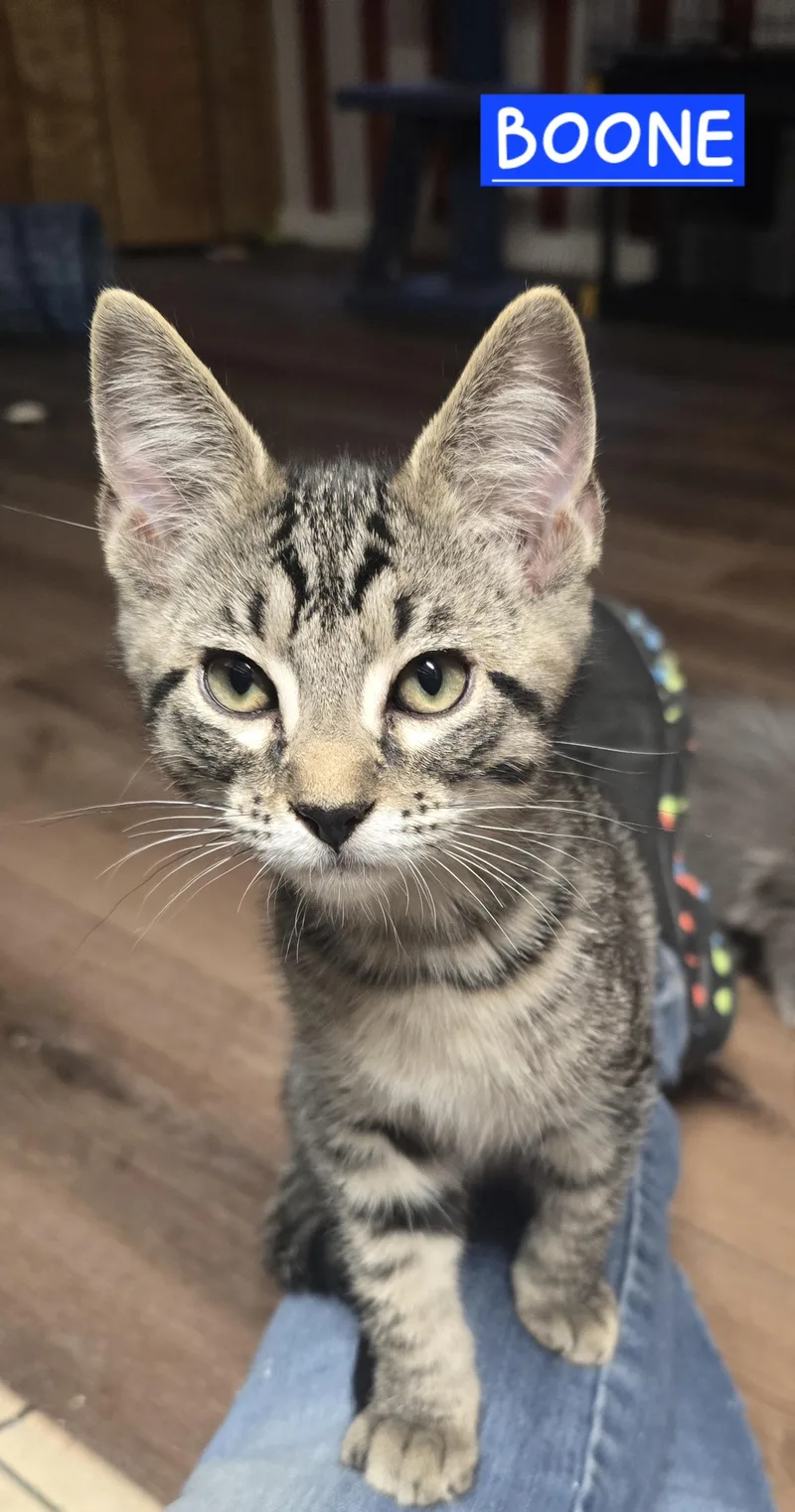 Boone C. thumbnail 5