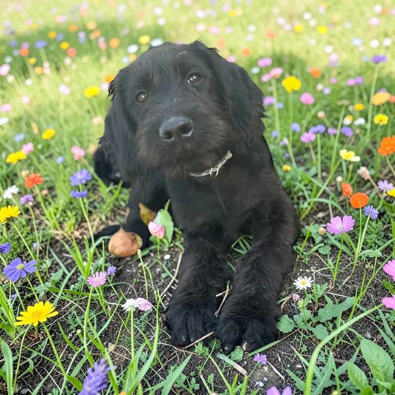 Graphite thumbnail 3