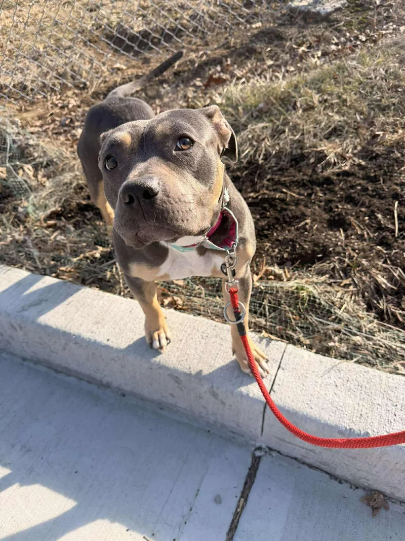 Rockette thumbnail 2