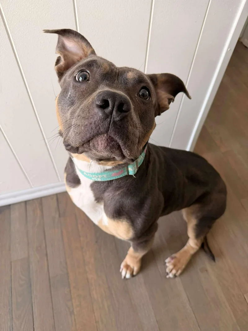 Rockette thumbnail 3