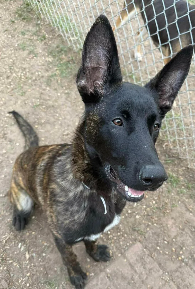 Vos Located In Tx thumbnail 2