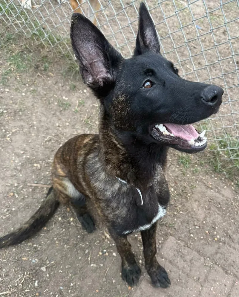 Vos Located In Tx thumbnail 4