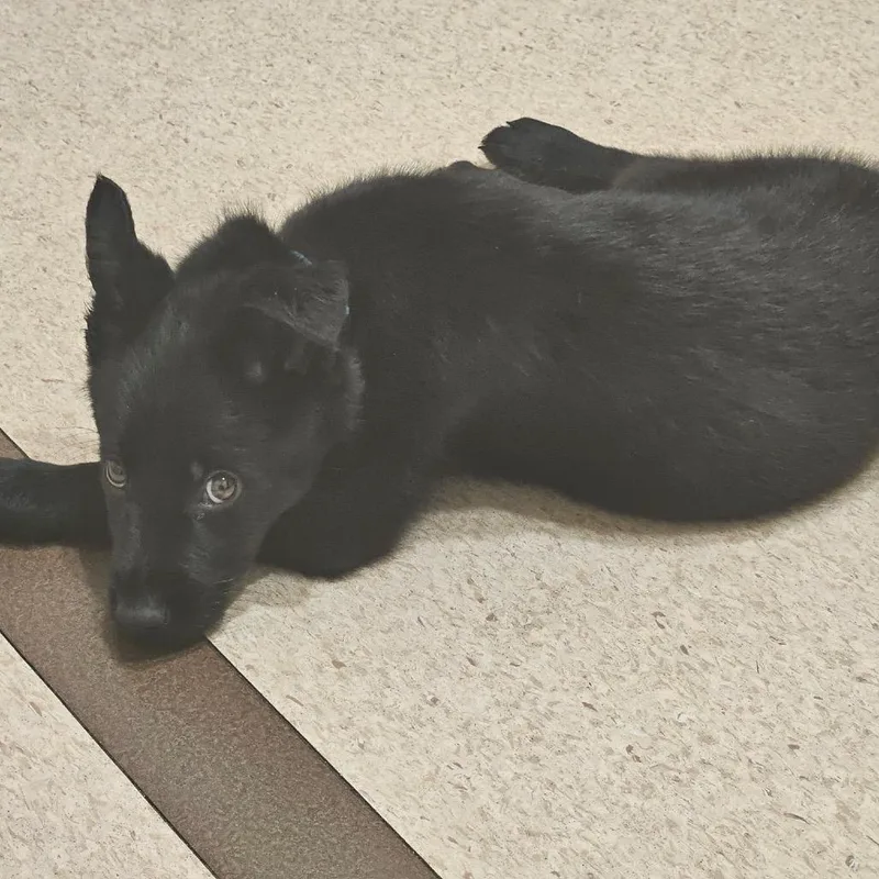 Midnight thumbnail 2