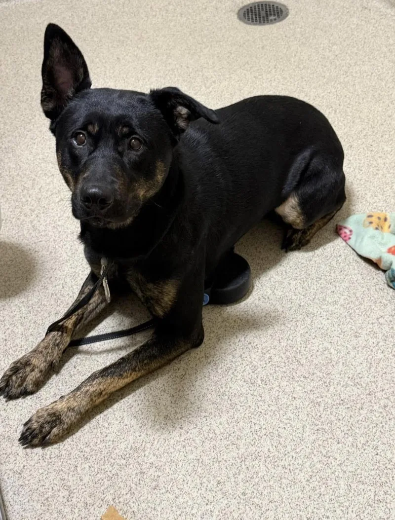 Morrigan thumbnail 2