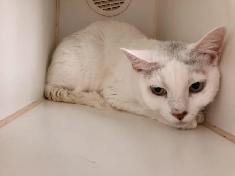 Betty White thumbnail 2