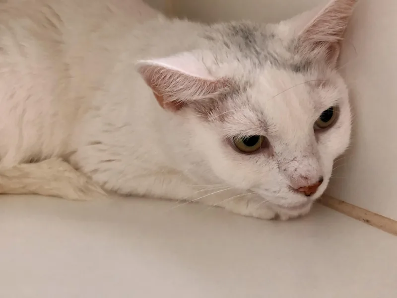 Betty White thumbnail 3