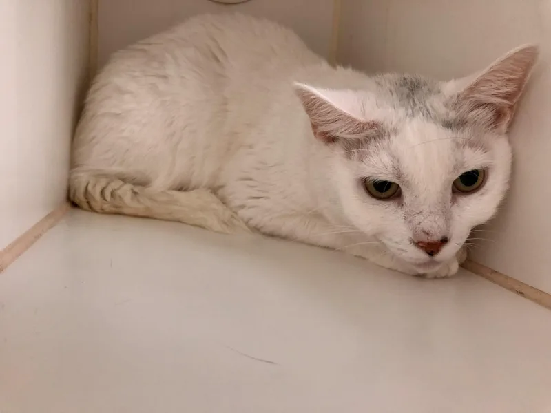 Betty White thumbnail 4