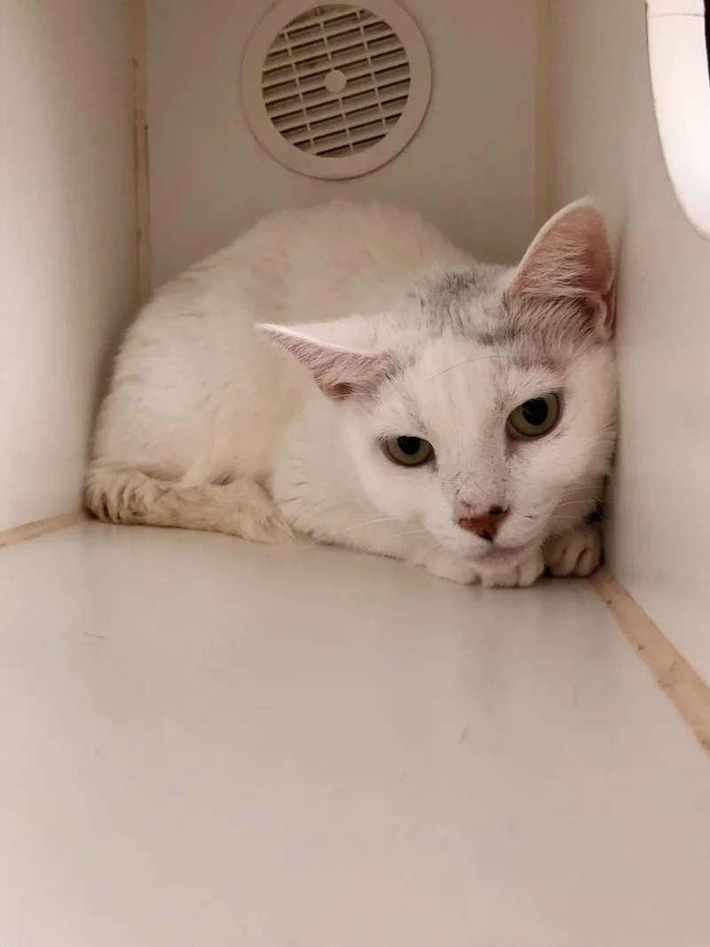 Betty White thumbnail 5