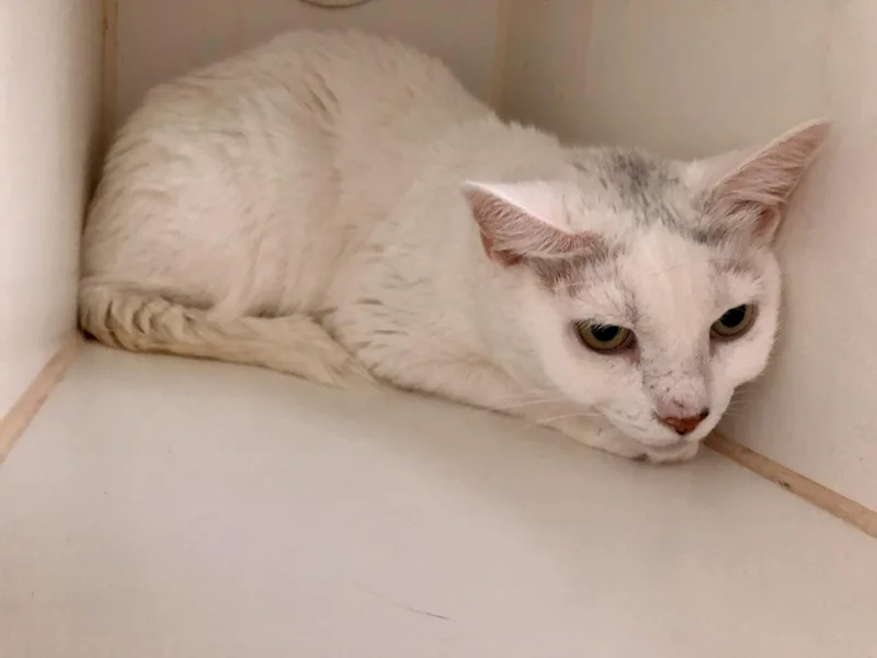 Betty White thumbnail 6