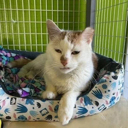 Cher Cher thumbnail 4