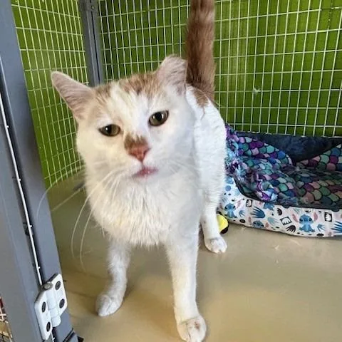 Cher Cher thumbnail 5