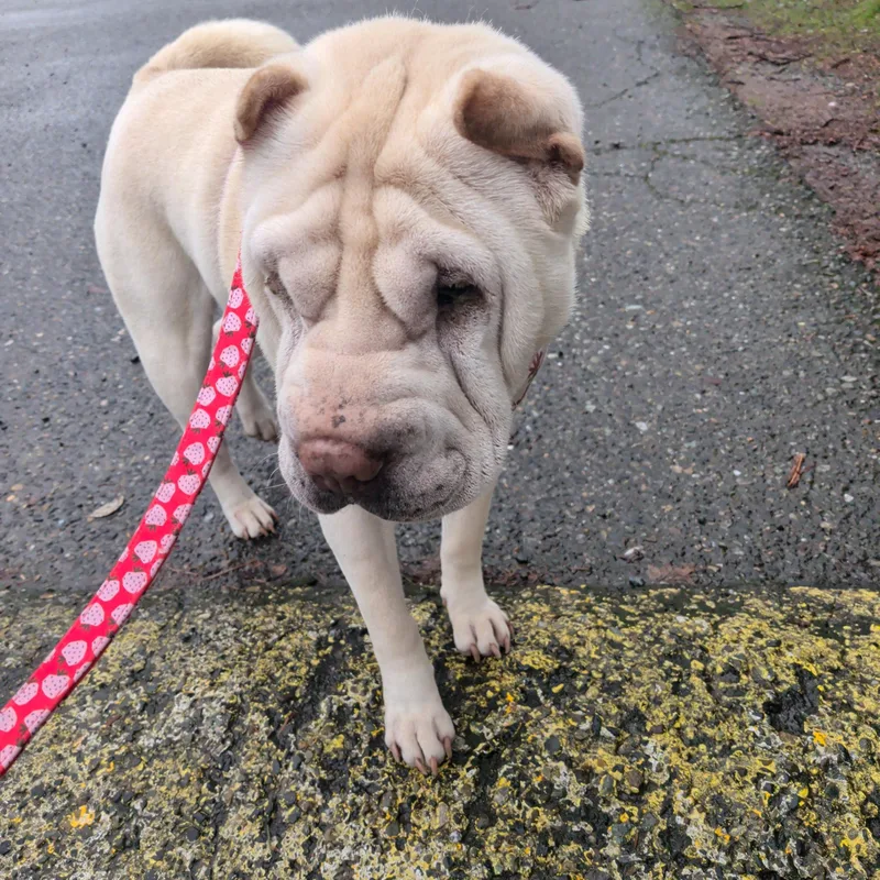 Daisy Koko thumbnail 3