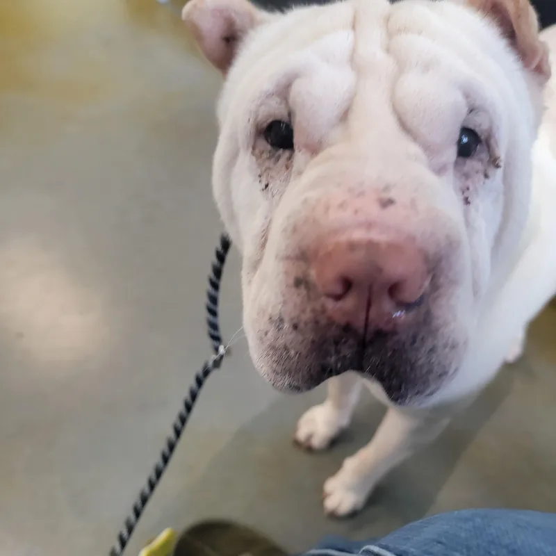 Daisy Koko thumbnail 4