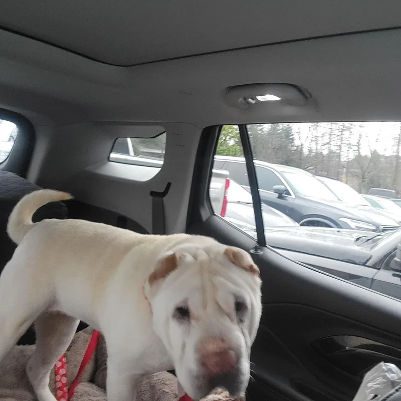 Daisy Koko thumbnail 5