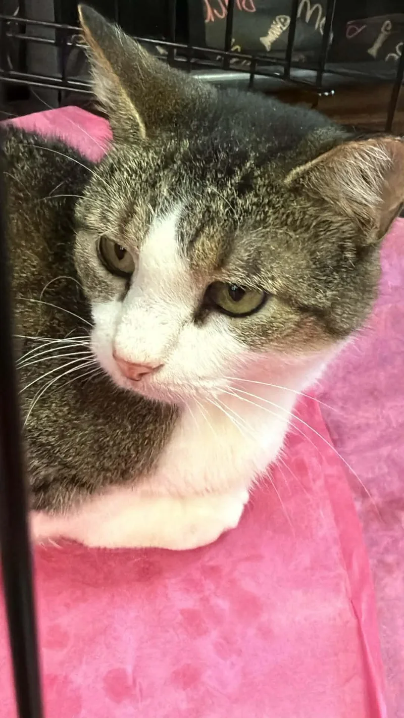 An adult medium-sized female Domestic Short Hair cat named Dottie for adoption in Charlotte, NC