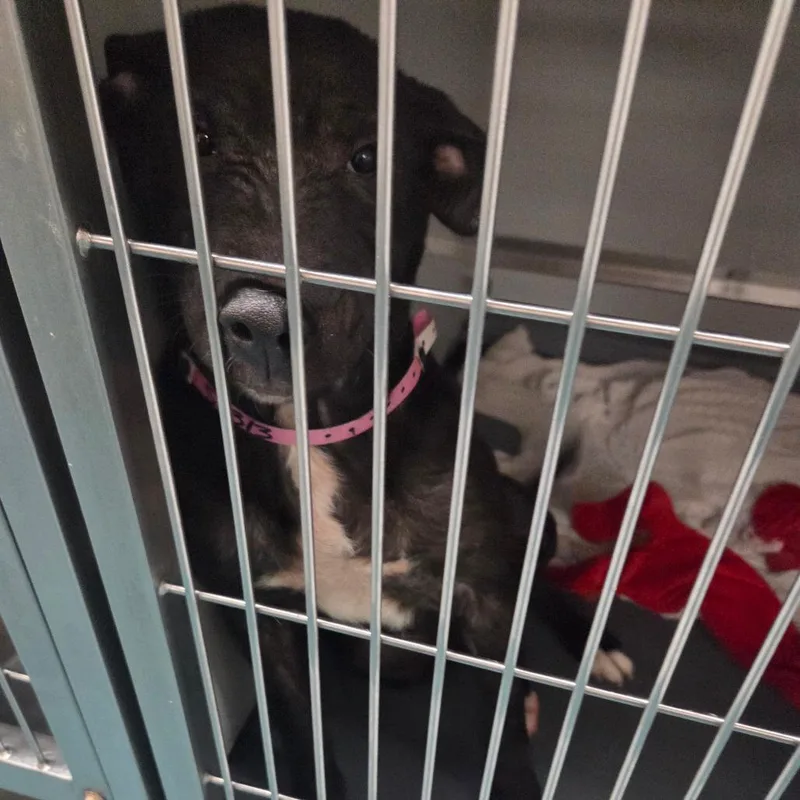 Elizabeth thumbnail 2