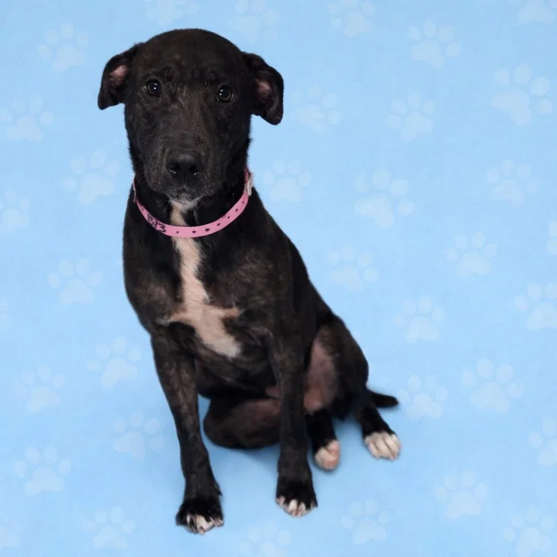 Elizabeth thumbnail 3