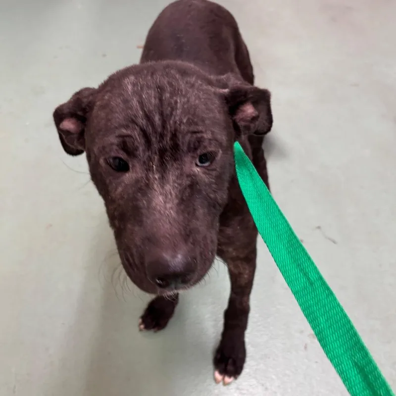 Elizabeth thumbnail 4