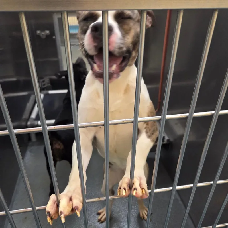 Pocahontas thumbnail 2