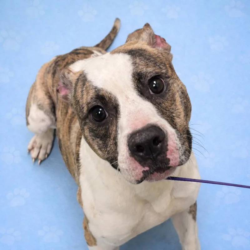 Pocahontas thumbnail 3