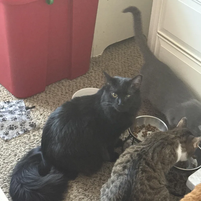 Prince Leo thumbnail 2