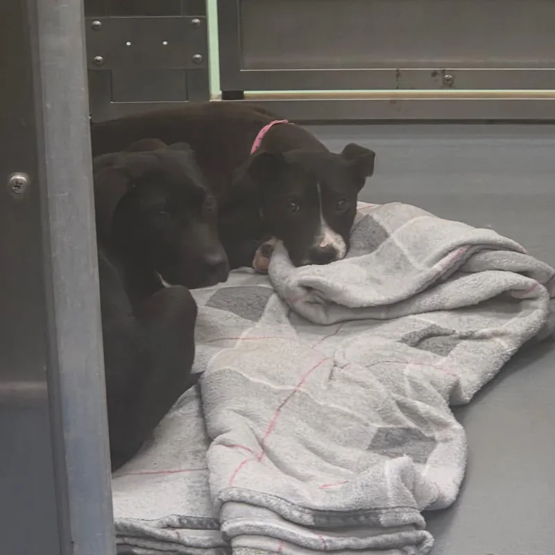 Mcdouble thumbnail 2